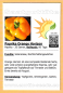 Preview: Paprika * Orange Horizon * 20 Samen